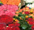Florist