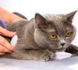 VeterinaryHospitals