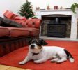 PetGrooming