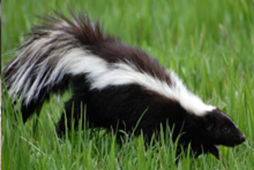 PestControl