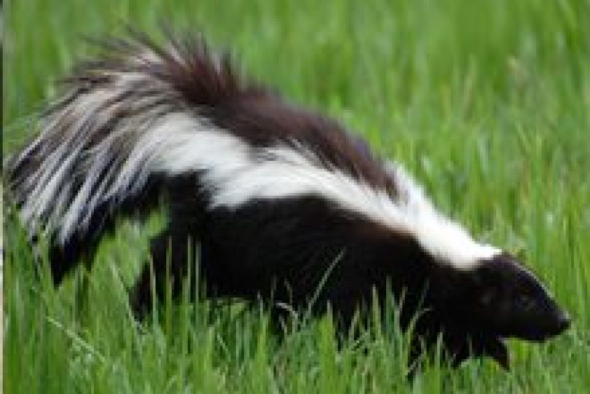 PestControl