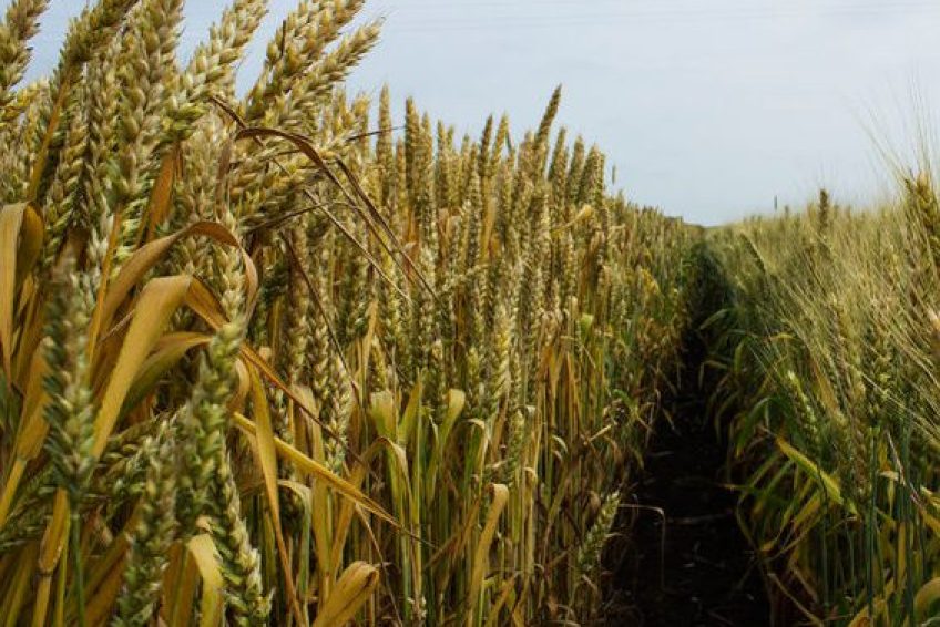 AgriculturalSupplyCompanies