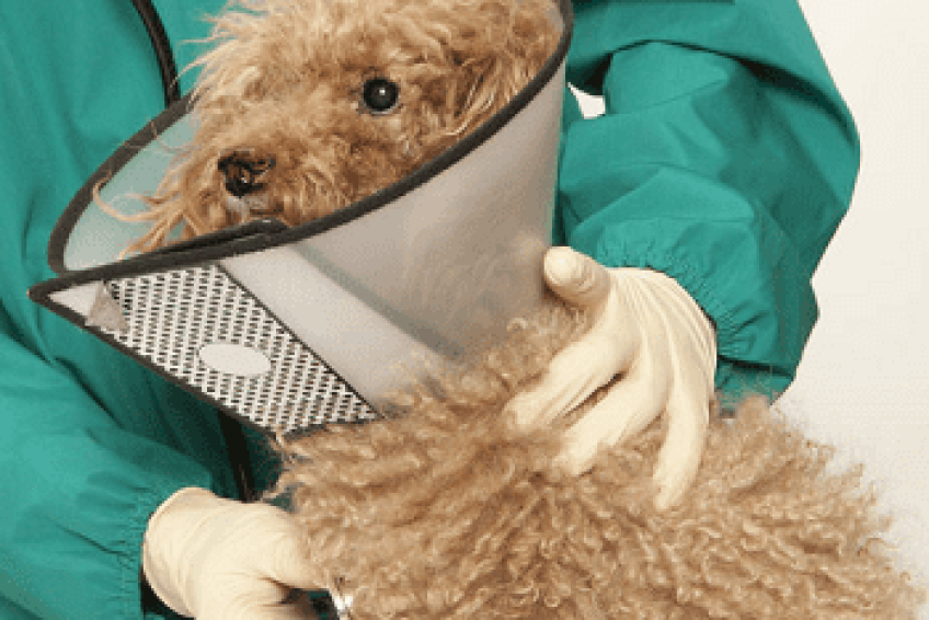 VeterinaryHospitals
