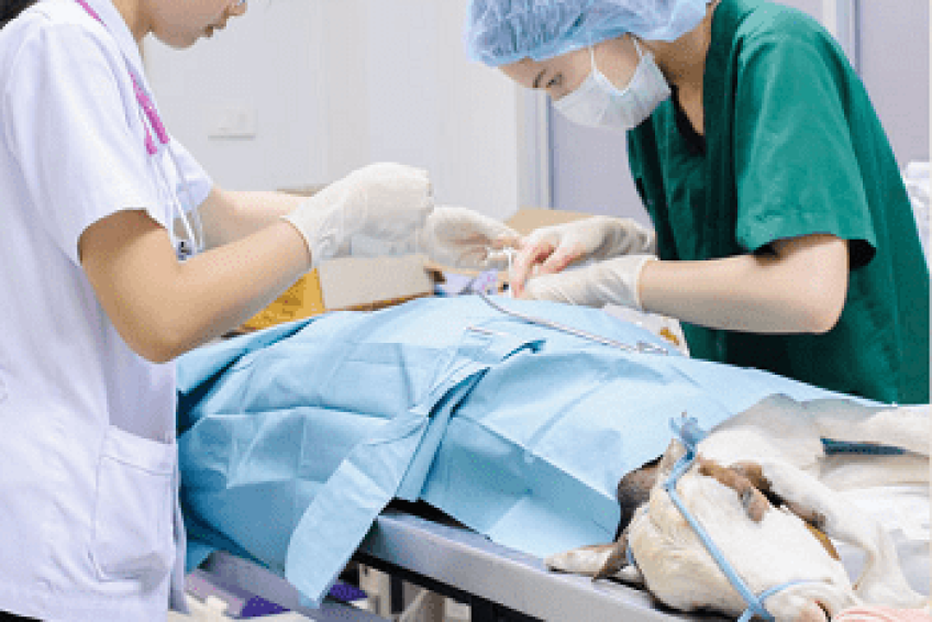 VeterinaryHospitals