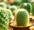 Nurseries-Gardening