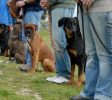 DogTraining