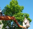 TreeTrimming