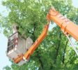 TreeTrimming